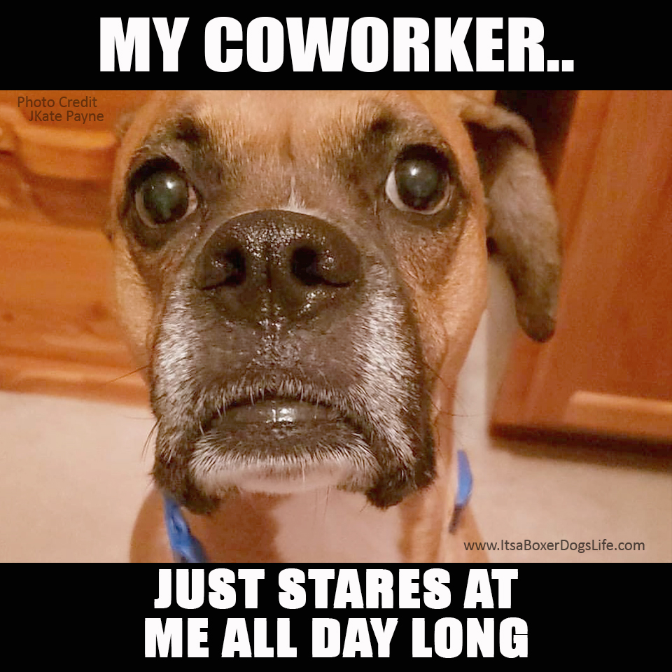 Social distancing has now increased the working from home jobs available. Dogs are now our coworkers and complaints to human resources have changed. These funny dog memes give some of the challenges of the new working from home jobs which are increasing every day. 