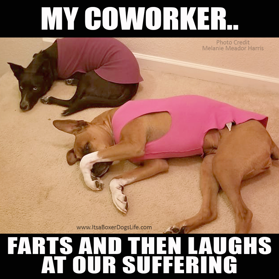 Social distancing has now increased the working from home jobs available. Dogs are now our coworkers and complaints to human resources have changed. These funny dog memes give some of the challenges of the new working from home jobs which are increasing every day. 
