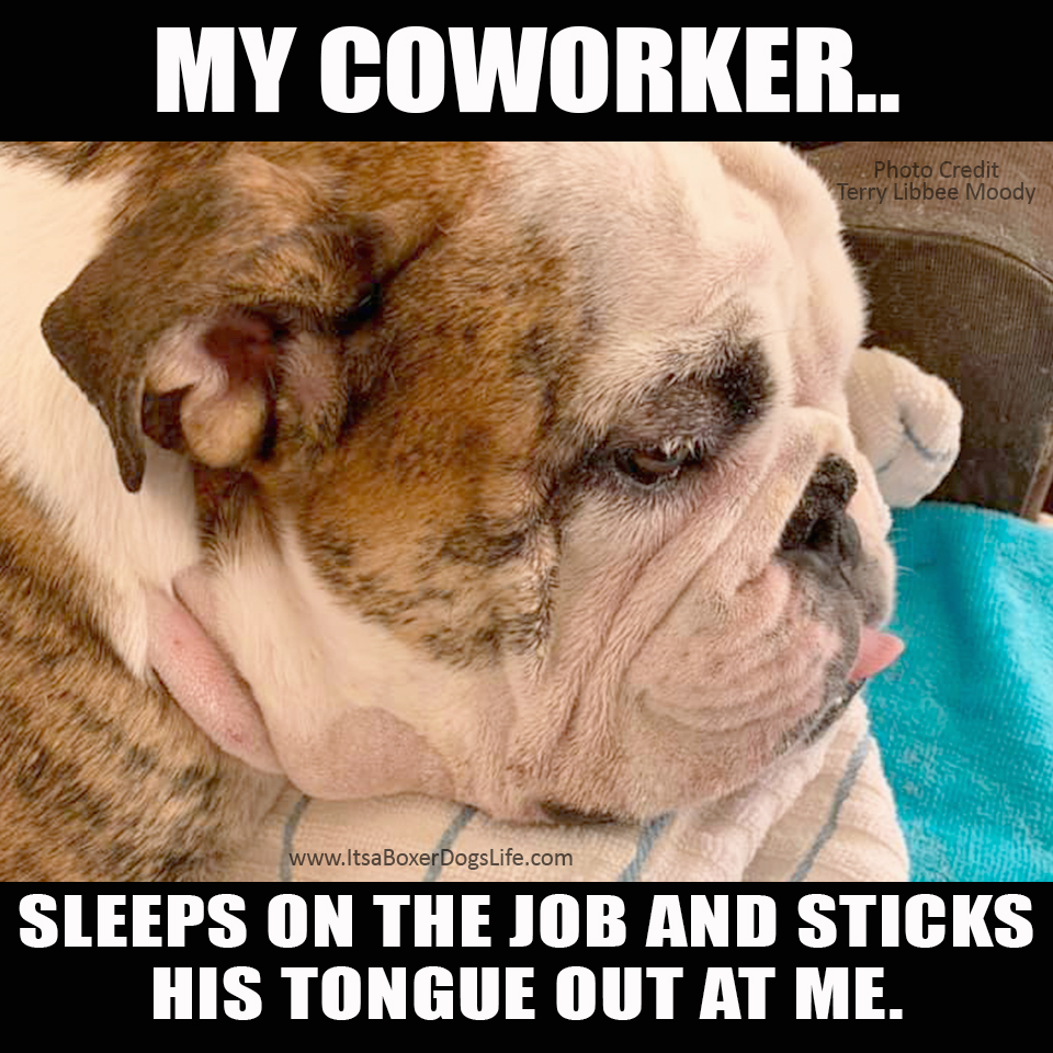   Paragraph Social distancing has now increased the working from home jobs available. Dogs are now our coworkers and complaints to human resources have changed. These funny dog memes give some of the challenges of the new working from home jobs which are increasing every day. 