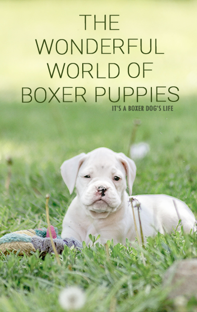 If you love Boxer dogs then these pictures of Boxer puppies will make you want to get another Boxer puppy.