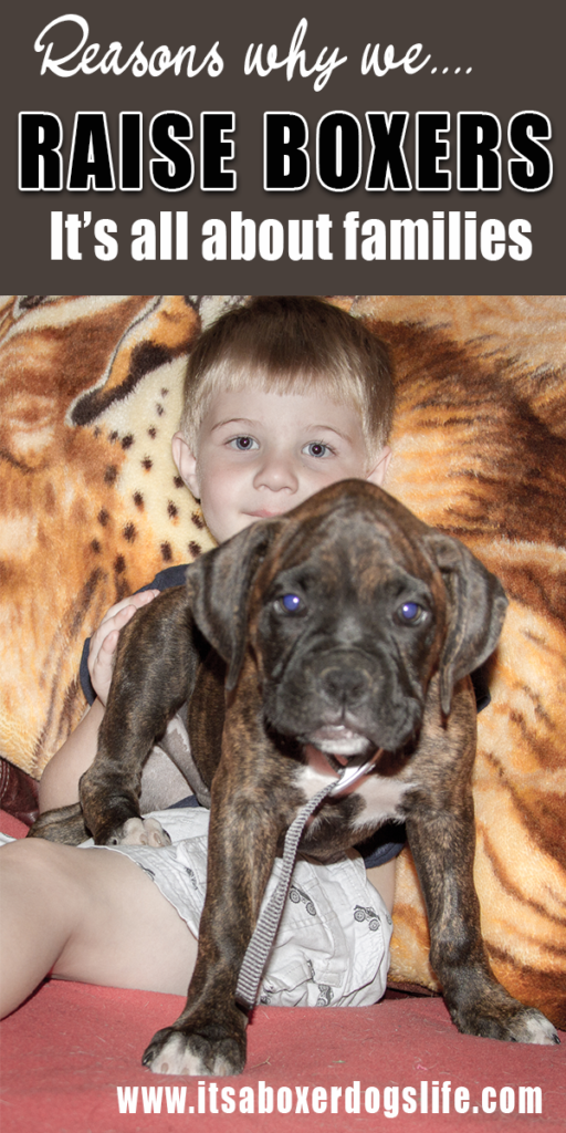 If you are wondering if Boxers are good family dogs it is a resounding YES! Boxers are one of sever good dog breeds kids can feel safe and secure around. They are playful, protective and will be a best friend for many many years.