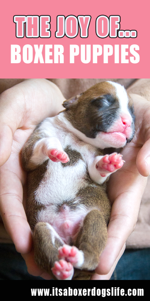 Looking for a Boxer puppy in the the Midwest? We only have ONE litter per year of high quality Boxer puppies. Check out why we do what we do, photos of our Boxer puppies and learn more about a Boxer Dog's Life