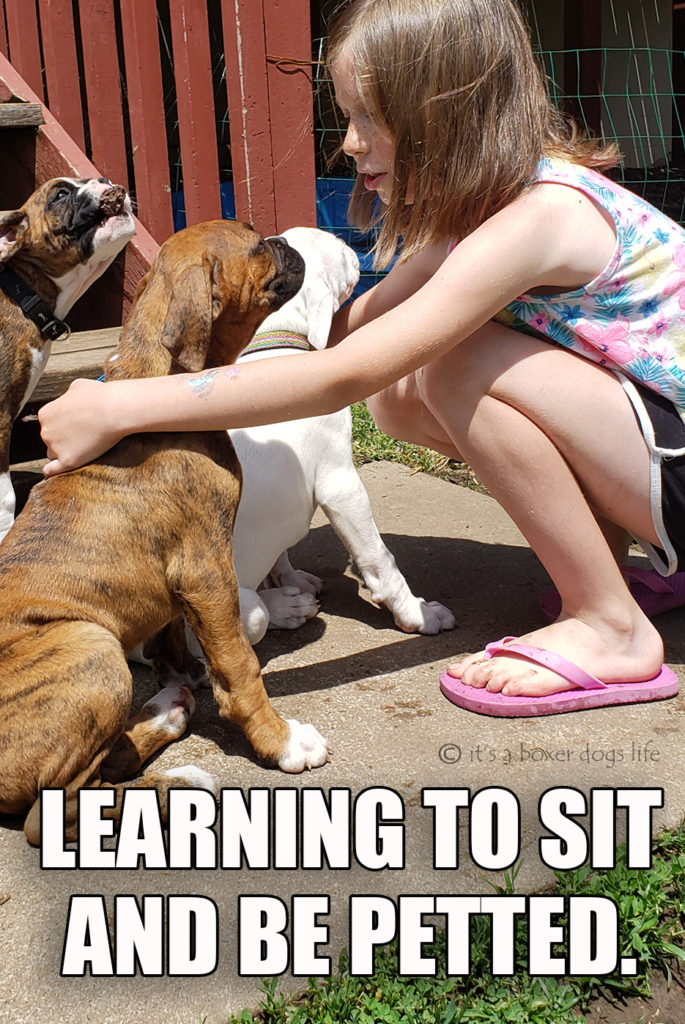 Check out how the best boxer breeders are those who go above and beyond. AKC Boxer breeders take great pride in raising high quality boxer puppies. The care about the health, temperment of their puppies and do early puppy training, socialization and early nuerostimulation.