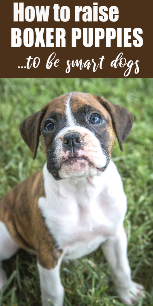 Check out how the best boxer breeders are those who go above and beyond. AKC Boxer breeders take great pride in raising high quality boxer puppies. The care about the health, temperment of their puppies and do early puppy training, socialization and early nuerostimulation.