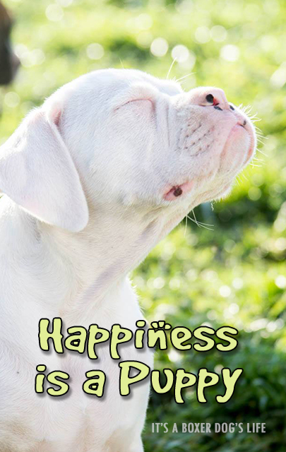This cute Boxer puppy dog will brighten your smile and day. The white Boxer dog is greatly misunderstood, but the facts about white Boxer dogs is most are not blind, nor deaf. They do not have any more health problems than regular Boxer Dogs.