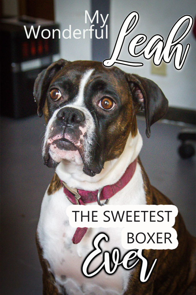 You won't believe what a dog artist did with this photo of my Boxer Dog. Leah is the sweetest boxer dog ever and I had to have her immortalized in art. 