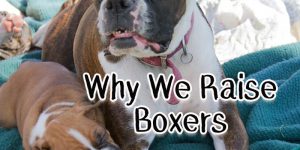 Why We Breed Boxer Puppies