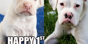 White Boxer Pictures