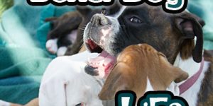 Life With Leah, My First Boxer Dog