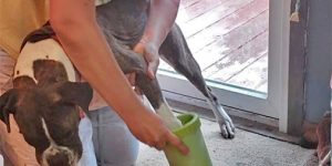 The Best Dog Paw Washer for Muddy Dogs