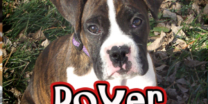 Why I Love my Boxer Dog Leah
