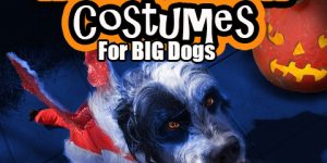 Find Boxer Halloween Costumes for your Big Dog