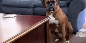 Funny Boxer Dog Memes: Working from Home Jobs Edition