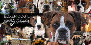 Boxer Dog Calendar - Photo Submissions