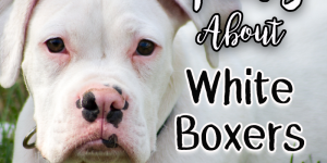 White Boxer Dogs