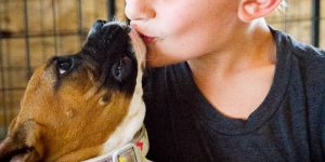 All About the Boxer Dog