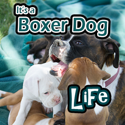 Life With Leah, My First Boxer Dog