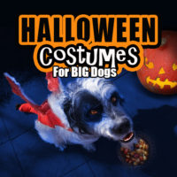Halloween costumes for Boxers and other big dogs