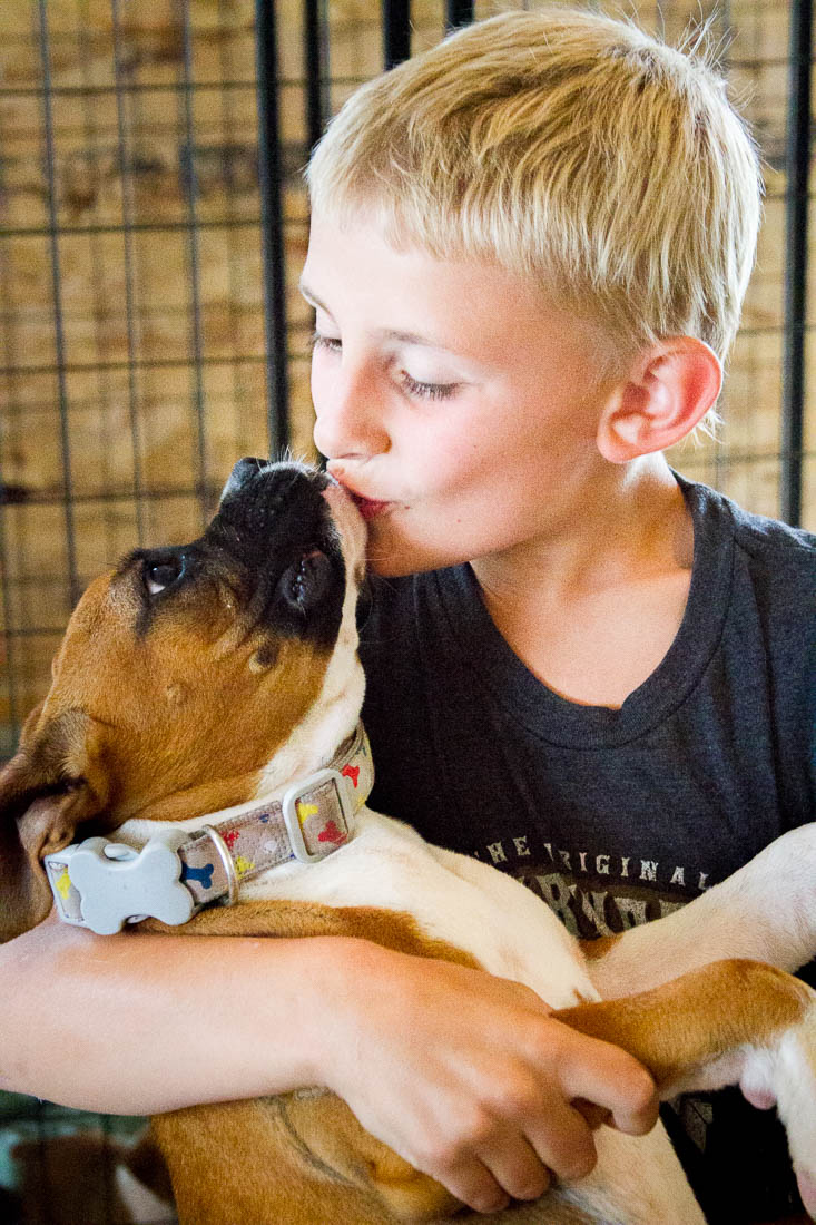 All About the Boxer Dog