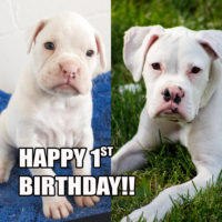 White boxer pictures of an amazing white Boxer dog named Boreas