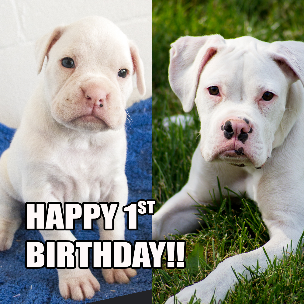 White Boxer Pictures