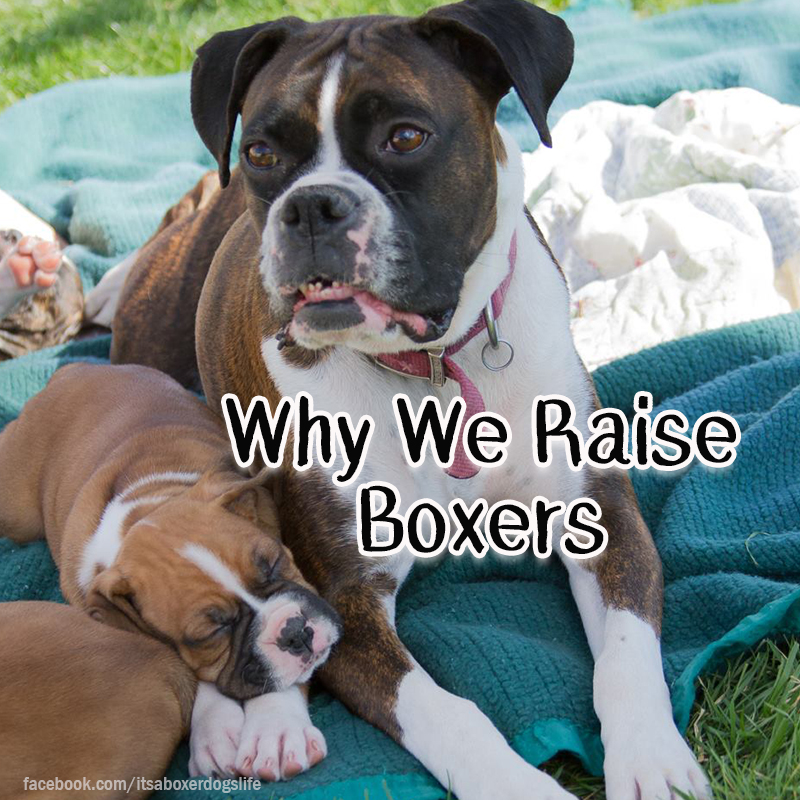 Why We Breed Boxer Puppies