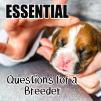 Questions to ask when buying a puppy Questions to ask a dog breeder before buying a puppy How to find a good dog breeder