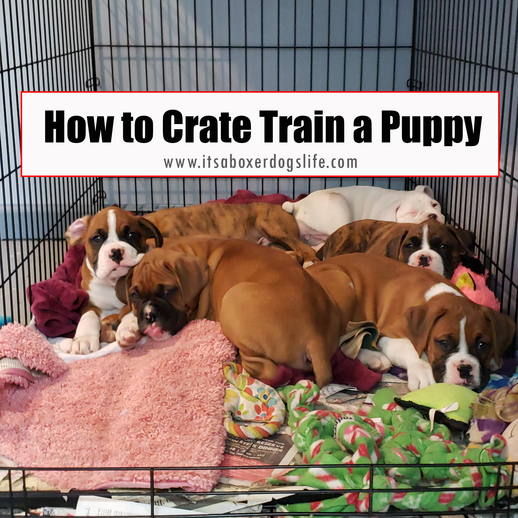 Why Training Puppies to a Crate is Important