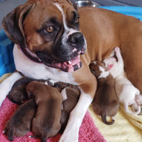If you love Boxer dogs then these pictures of Boxer puppies will make you want to get another Boxer puppy.