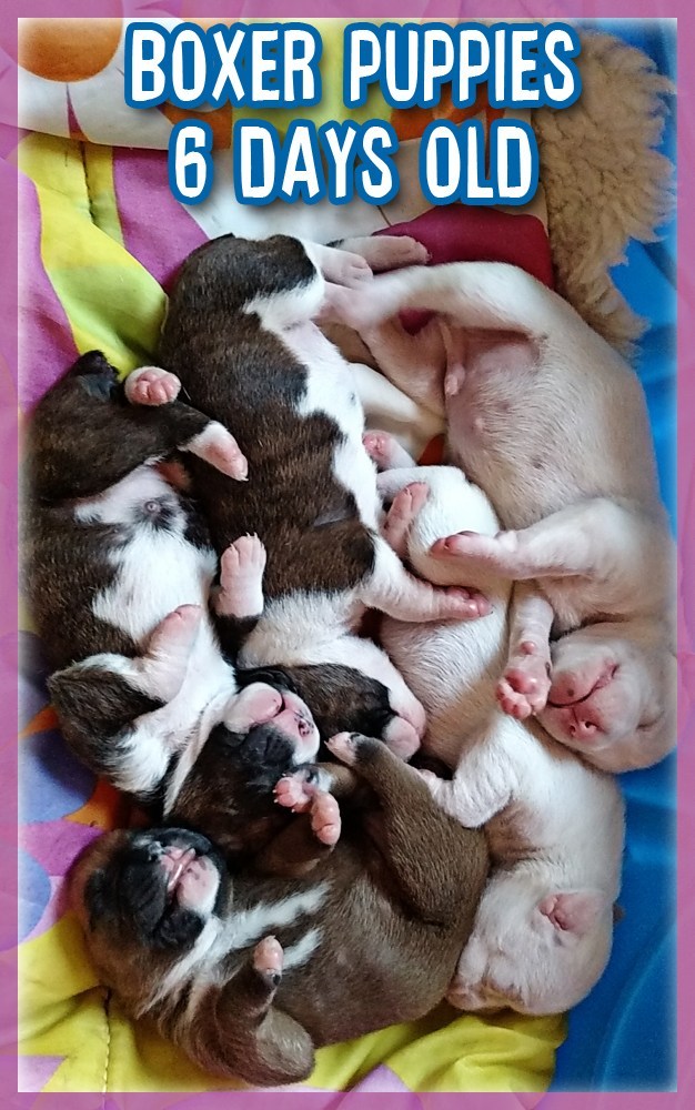 Aren't these 6 day old Boxer puppies adorable?