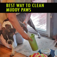 The best dog paw washer for muddy dogs. I love rain, but I don't like the muddy dog paws tracking through the house. The Dexas Mud Buster portable paw cleaner is the best paw cleaner by far.