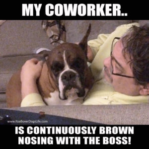 Social distancing has now increased the working from home jobs available. Dogs are now our coworkers and complaints to human resources have changed. These funny dog memes give some of the challenges of the new working from home jobs which are increasing every day.