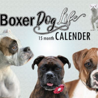 The ultimate gift for a Boxer dog fan. This 15 month Boxer Dog calendar contains over 230 Boxers of every shape, size, and color submitted by Boxer dog owners all over the world.