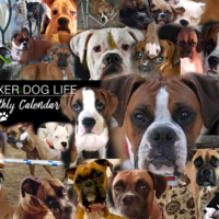 Boxer dog calendar, submit your Boxer photos to have your dog included.