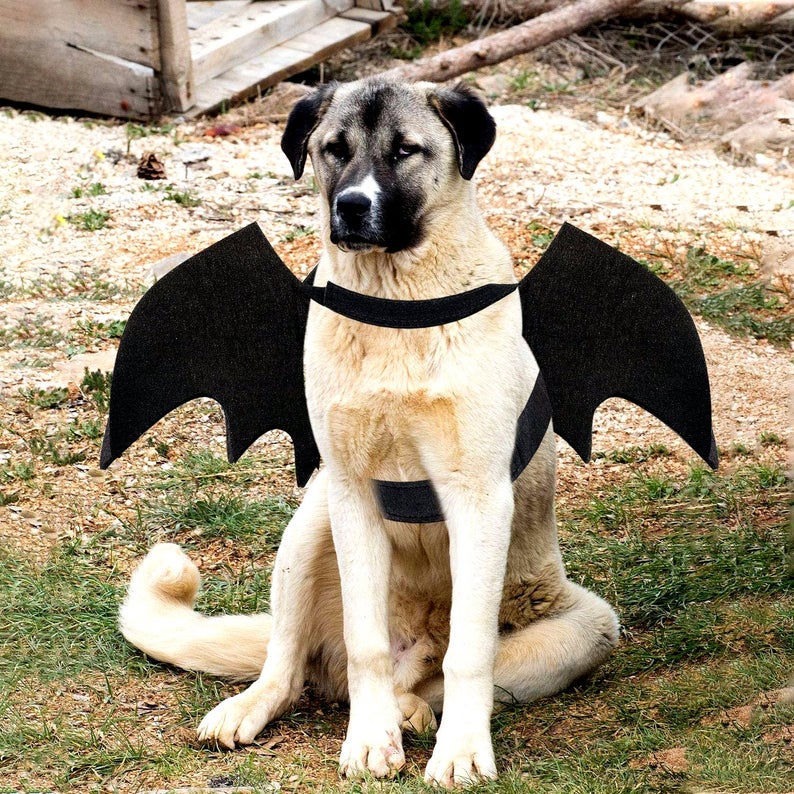 Finding Halloween Costumes for large dogs can be a challenge. Most are designed for small dogs. But when you find someone who designs a Halloween costume for big dogs then you bookmark, PIN and save them for the future.