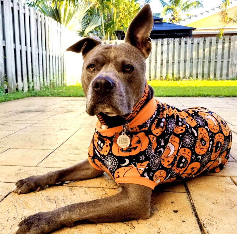 Find large dog Halloween costumes, ideas, and tips. It's easy to find small dog clothing and costumes, but large dog costumes are harder to find.