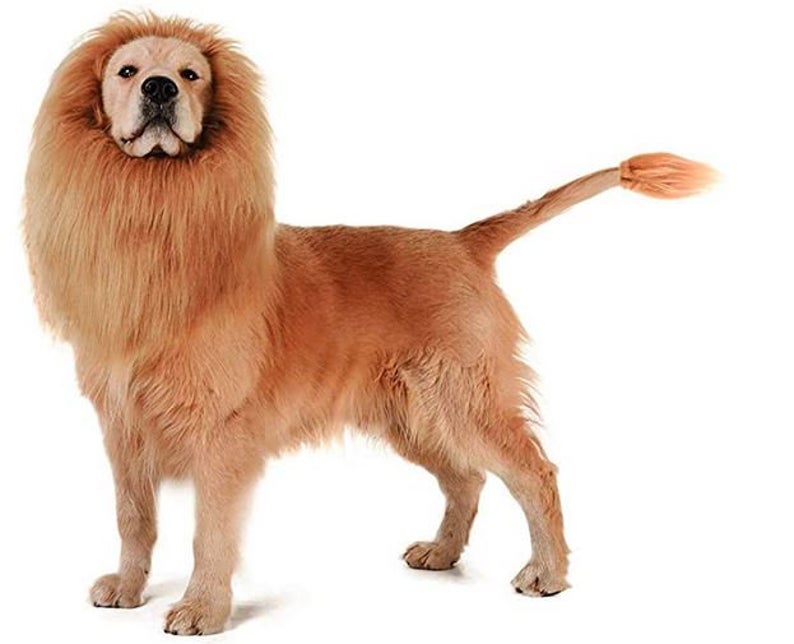 Looking for a lion for a dog costume? This lion name dog costume would look great on a fawn Boxer a Golden Retriever or Yellow Lab. 

Fun dog Halloween Costumes for large dogs. 